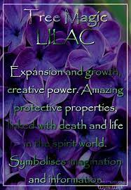 Lilac Expansion And Growth Creative Power Amazing Protective Properties Magic Herbs Magical Herbs Herbal Magic