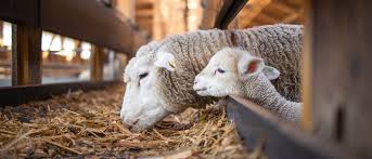 Υποδιεύθυνση Κτηνιατρικής Γρεβενών: Απογραφή Ζωικού Πληθυσμού