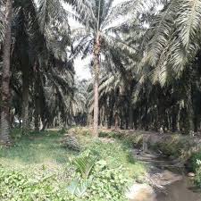 A mainly hakka community which was formed back in the 1950s when the british. Ladang Kelapa Sawit Tua