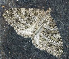 Image result for Entephria caesiata