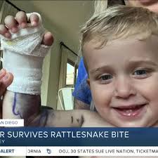 Carmel Valley toddler survives rattlesnake bite