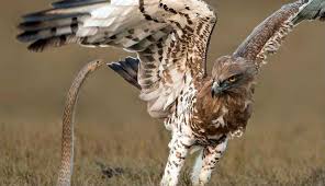Burung elang vs macan tutul lihat juga video kami yang lain. 7000 Gambar Burung Elang Vs Ular Gratis Gambar Hewan