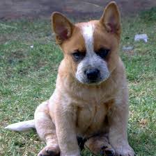 Australian cattle dog puppies for sale california. Prevalence Of Congenital Hereditary Sensorineural Deafness In Australian Cattle Dogs And Associations With Coat Characteristics And Sex Bmc Veterinary Research Full Text