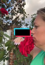 Red Masterpiece Roses Bush