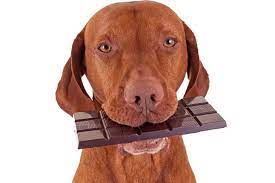 Dog Ate Chocolate What To Do If Your Dog Eats Chocolate
