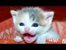 Cats Meowing Munchkin Kittens Meowing Video Cute Kitten Meowing Videos Funny Cat Meows Meow Cute Kitten Gif Kittens Cutest Kitten Meowing