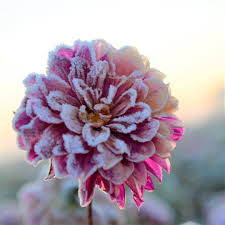 Check spelling or type a new query. Blog Best Tips For Growing And Enjoying Dahlias