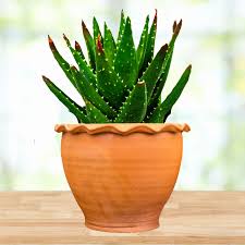 Image result for Aloe nuttii