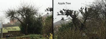 Always work with the larger branches first then work your way down to the finer cuts. Pruning My Plums Bbc Gardeners World Magazine