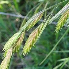 Image result for Bromus catharticus