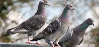طريقة تربية الحمام البلدي والإعتناء به في المنزل والإستفادة منه bird control buy birds get rid of pigeons