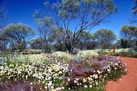 Norman Jamison Wildflowers East Of Geraldton Western Australia Western Australia Travel Western Australia Australian Wildflowers