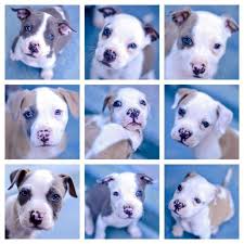 Click the small x to the right of a group's name and shelter # to report an error. Friends Meet These Gorgeous Family Dog Rescue Facebook