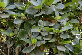 Image result for Mitragyna rubrostipulata