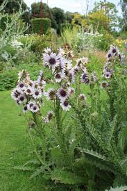 Image result for Berkheya speciosa