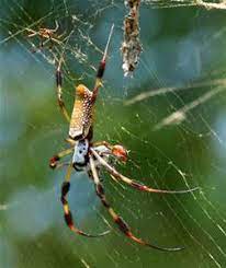 This particular spider is also commonly known as an golden orb weaver. The Giant Banana Spiders Part Of Our Panhandle Summer Panhandle Outdoors
