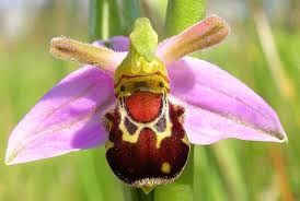 Check spelling or type a new query. Flowers Look Like Animals Imgur