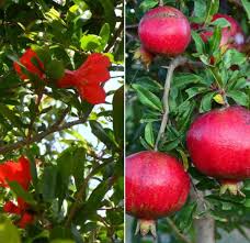 We did not find results for: Growing A Pomegranate Plant Propagation Care Gardening Tips