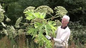 Il panace di mantegazza, conosciuto anche col nome di panace gigante, è una pianta erbacea appartenente alla famiglia delle apiacee o ombrellifere, della quale fanno parte anche la carota e il. Precisazioni Non Toccate Questa Pianta E Pericolosissima Bufale Net Bufale
