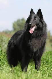 Herding Dogs Discover 16 Super Smart Herding Dog Breeds Herding Dogs Breeds Herding Breed Pets Dogs Breeds