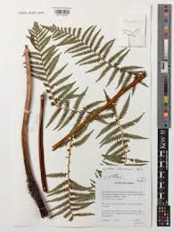 Image result for Cyathea thomsonii