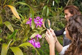 Weitere ideen zu orchideenarten, orchideen, pflanzen. Orchideen Garten Monteverde