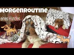 Kann auch als grußkarten und gästebuchbilder genutzt werden. Guten Morgen Deutschland Morgenroutine Eines Hundes Youtube