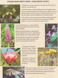 Image result for Disperis virginalis