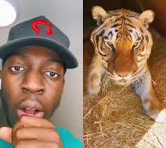 #duet with @kaitlinthekeeper that’s a big Mi-Stake #fyp #tiger #zoo #animal