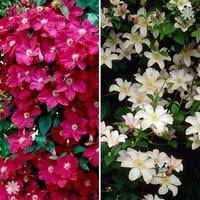 There are over 300 different species of this plant that you can plant in your garden. Pair Of Boulevard Patio Clematis Plants 2l Pot 50cm Tripod Red White Liveplants Co Uk Premium Garden Plants At Great Prices