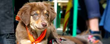 Il y a 14 jours. Les Metiers Pour Travailler Avec Les Animaux Reconversion
