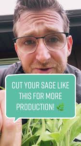 How to Cut Down Meadow Sage for Winter