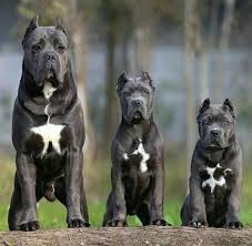 Varsity Poodle Fitted Tee In 2020 Cane Corso Puppies Corso Dog Cane Corso Dog