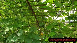 I have been able get exactly 3 gourds. Bottle Gourd How To Grow Care