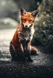 These hd iphone wallpapers and backgrounds are free to download for your iphone. Fox Phone Wallpapers Top Free Fox Phone Backgrounds Wallpaperaccess