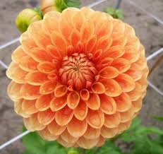 Dahlia Beatrice Dahlien Dahlien Blumen Schone Blumen