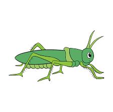 How To Draw A Grasshopper Really Easy Drawing Tutorial Grasshoppers, katydids, and crickets (today). how to draw a grasshopper really easy