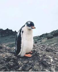 Hmmm, that's about 4,800 fish per 12 hours. 900 Penguins Ideas In 2021 Penguins Pet Birds Penguin Love
