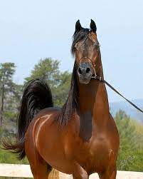 شبكة أرسان السعودية لسباقات الخيل horses animals
