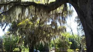 Spanish Moss In Oak Other Nature Background Wallpapers On Desktop Nexus Image 2340481 You can also upload and share your favorite spanish wallpapers. spanish moss in oak other nature