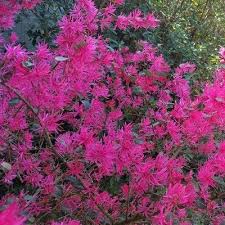 If powdery mildew is a problem in your area, look for lilac varieties that are resistant to this disease. Loropetalum Daruma 2 25gal U S D A Hardiness Zones 7 10 1pc National Plant Network Fuchsia Flowers Plants Flowering Shrubs