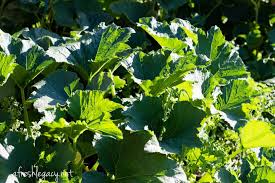 Plant zucchini 1′ apart in 1.5″ rows. How To Grow Zucchini In The Vegetable Garden