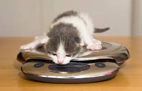 This is because cats often get too little exercise and too much food. Printable Kitten Growth Chart By Weight Lovetoknow
