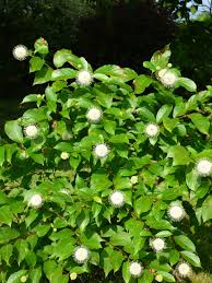 Image result for Cephalanthus