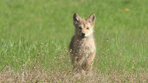 Coyote cute video