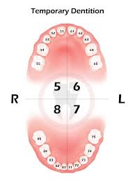 Image result for Dentition