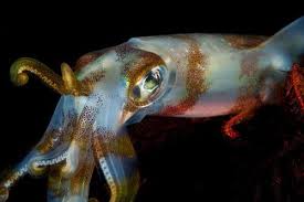 Per dissipare ogni dubbio, oggi ti spieghiamo qual è la differenza tra totano e calamaro e come fare per riconoscerli subito, a colpo d'occhio! Le Differenze Tra Il Calamaro E La Seppia I Miei Animali