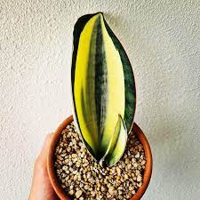 Whale fin sansevieria is a gorgeous variety of snake plant that i had been dying to get my hands on years before i finally did. Sansevieria Masoniana White Variegation Whale Fin Furniture Home Living Gardening Plants Seeds On Carousell
