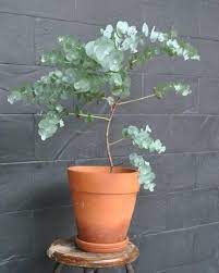 Baby Blue Eucalyptus Houseplant Seeds Tropical Indoor House Plant 10 Fresh Rare Seeds Easy To Grow In 2021 Plants Eucalyptus Plant Indoor House Plants