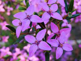 Boronia Ledifolia By Ross Campbell Art Prints Ross Campbell Flower Essences